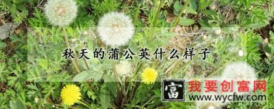 秋天的蒲公英什么样子