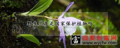 野生兰花是国家保护植物吗