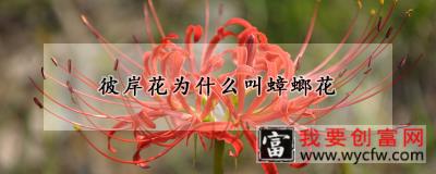 彼岸花为什么叫蟑螂花