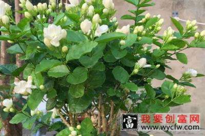 家里种茉莉不吉利 茉莉花放在家里什么位置好