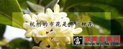 杭州的市花是哪一种花