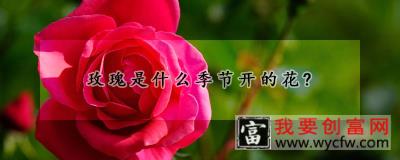 玫瑰是什么季节开的花？