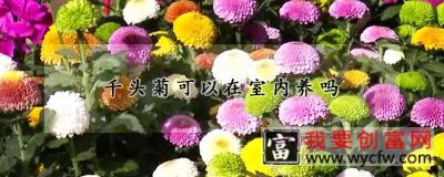 千头菊可以在室内养吗