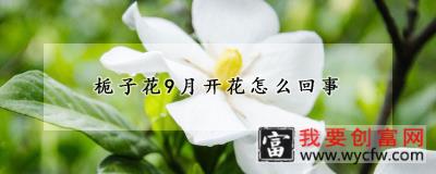 栀子花9月开花怎么回事