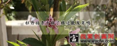 牡丹枝条干枯了根还能发芽吗