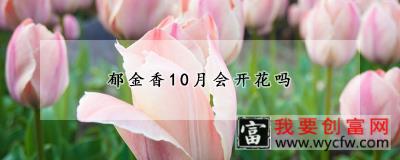 郁金香10月会开花吗