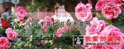 月季花10月份开花吗