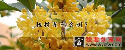 桂树是什么树？