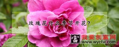 玫瑰花什么季节开花？