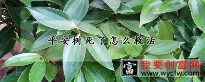 平安树死了怎么救活