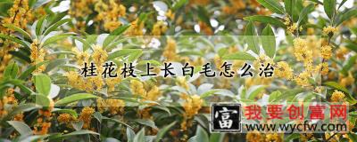 桂花枝上长白毛怎么治