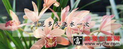 兰花多久浇水一次