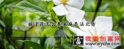 栀子花怎么养家庭养法北方