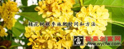 桂花树秋季施肥时间和方法