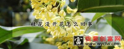 桂花没开花怎么回事