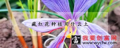 藏红花种植用什么土