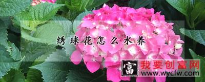 绣球花怎么水养