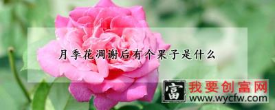 月季花凋谢后有个果子是什么