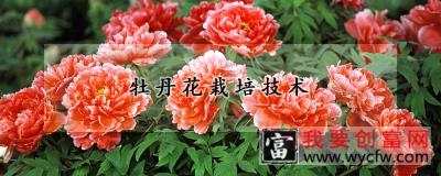 牡丹花<a href=https:/www.wycfw.com/e/tags/?tagid=230 target=_blank class=infotextkey>栽培技术</a>