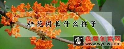 桂花树长什么样子