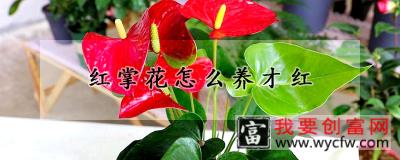 红掌花怎么养才红