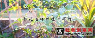 桂花怎样种植长得好