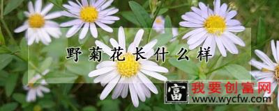 野菊花长什么样