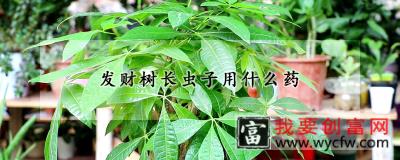 发财树长虫子用什么药