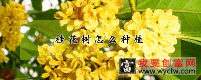 桂花树怎么种植