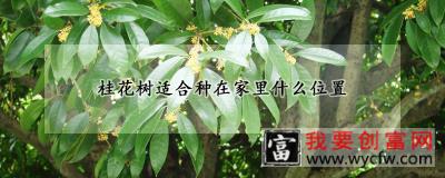 桂花树适合种在家里什么位置