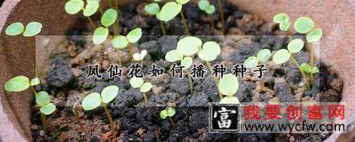 凤仙花如何播种种子