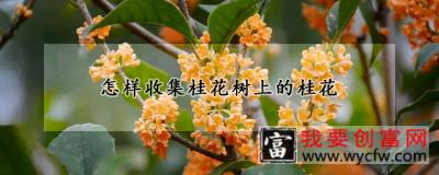 怎样收集桂花树上的桂花