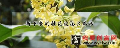 折下来的桂花枝怎么养活