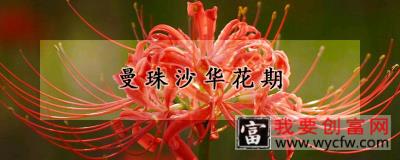 曼珠沙华花期