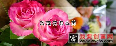 玫瑰花怎么剪