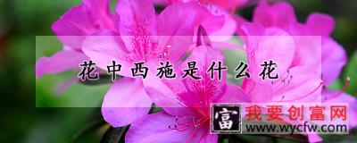 花中西施是什么花