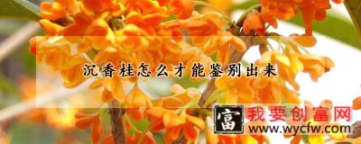 沉香桂怎么才能鉴别出来