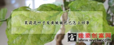 茉莉花叶子发黄皱皱巴巴怎么回事