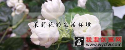 茉莉花的生活环境