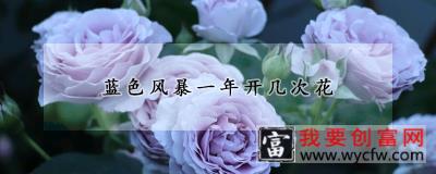 蓝色风暴一年开几次花