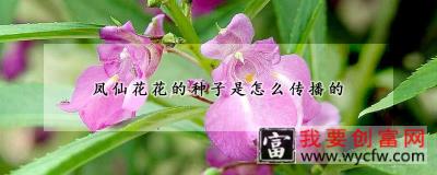 凤仙花花的种子是怎么传播的