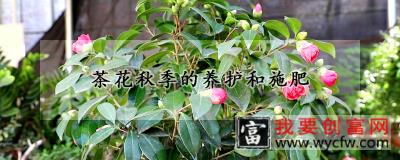 茶花秋季的养护和施肥