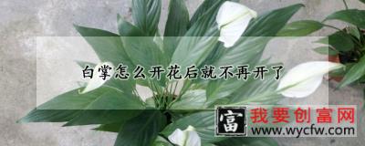 白掌怎么开花后就不再开了