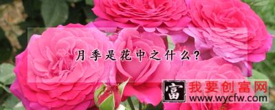 月季是花中之什么？