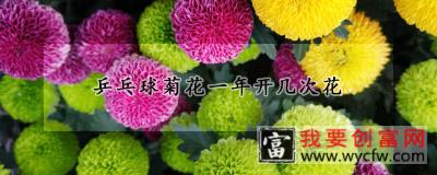 乒乓球菊花一年开几次花