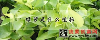 绿萝是什么植物