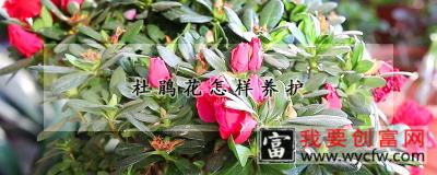 杜鹃花怎样养护