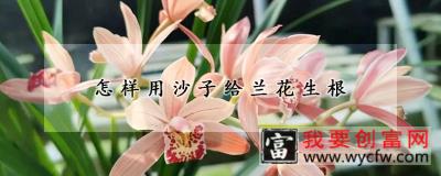 怎样用沙子给兰花生根