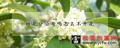 桂花分公母吗怎么不开花