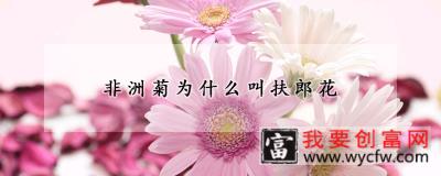 非洲菊为什么叫扶郎花